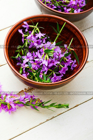 Ivan tea in a clay bowl. Blooming willow herb in herbal medicine.Russian tea. Healthful blooming sally. Стоковое фото, агентство Ingram Publishing / Фотобанк Лори