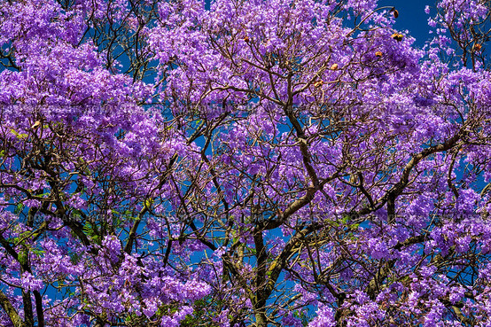Jacaranda Tree in Full Bloom with Purple Flowers Against a Deep Blue Sky. Стоковое фото, фотограф Дмитрий Рухленко / Фотобанк Лори