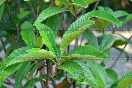 Japanese medlar is an evergreen fruit-bearing tree. Стоковое фото, фотограф Володина Ольга / Фотобанк Лори