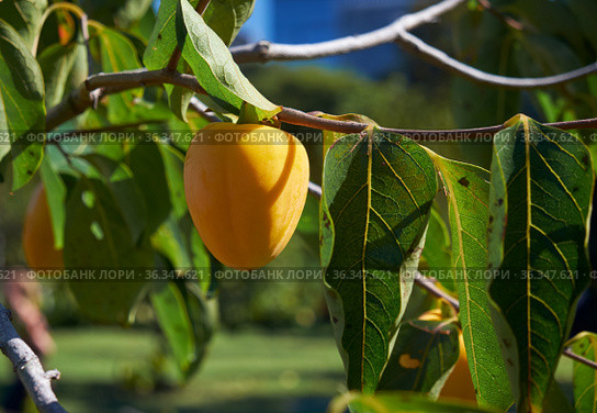 Japanese persimmon (Diospyros kaki) or kaki. Japan. Стоковое фото, фотограф Сергей Пристяжнюк (Serg Zastavkin) / Фотобанк Лори