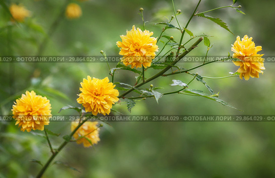 Japanese rose - Kerria japonica. Стоковое фото, фотограф Игорь Струков / Фотобанк Лори