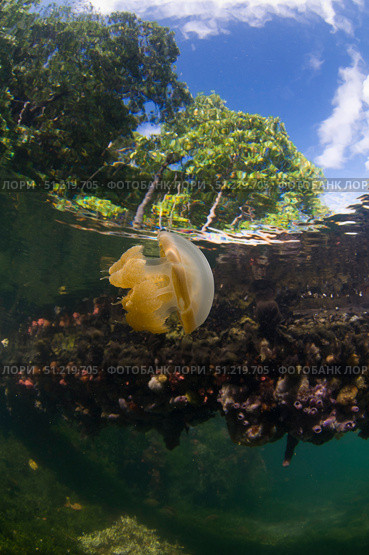 Jellyfish at the surface, Kakaban Island, Indonesia. VW Pics/Stocktrek Images/TASS. Стоковое фото, агентство ТАСС / Фотобанк Лори