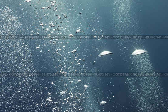 Jellyfish underwater, Three Amigos, Turneffe Atoll, Belize Barrier Reef, Belize. Стоковое фото, агентство Ingram Publishing / Фотобанк Лори