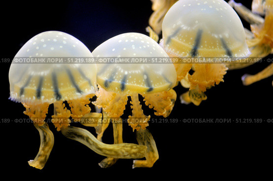 Jellyfishes, Mastigias sp., on black background. VW Pics/Stocktrek Images/TASS. Стоковое фото, агентство ТАСС / Фотобанк Лори