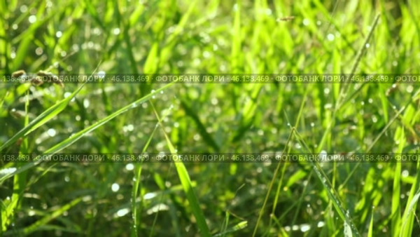 Juicy bright green grass in sunlight. Close up. Green lawn background. The texture of new grass growing in a field. Meadow on warm sunset or sunrise time. Tranquil nature scene. Golden hour. Greenery. Стоковое видео, видеограф Марина Демидюк / Фотобанк Лори