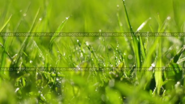 Juicy bright green grass in sunlight. Close up. Lawn background. Texture of new grass growing in field. Meadow on warm sunset or sunrise time. Tranquil nature scene. Golden hour. Greenery, dew drops. Стоковое видео, видеограф Марина Демидюк / Фотобанк Лори