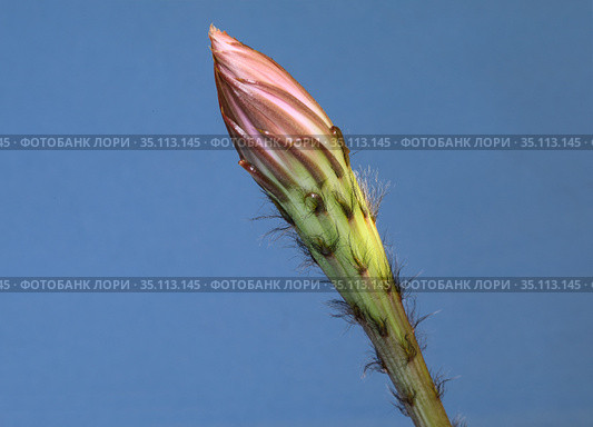 Кактус Эхинопсис (лат. Echinopsis), цветок. Распустившийся бутон крупным планом. Ночное цветение на голубом фоне. Стоковое фото, фотограф Grigory_Gez / Фотобанк Лори