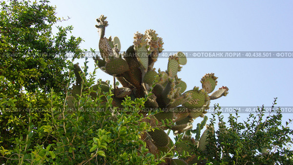 Кактус в ботаническом саду Арготти в Флориане. Валлетта. Мальта. (Cactus in Argotti Botanic Gardens in Floriana. Valletta. Malta.) (2018 год). Стоковое фото, фотограф Igor Bakirov / Фотобанк Лори