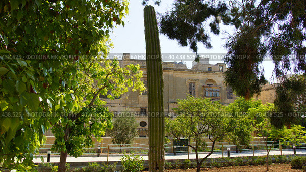 Кактус в ботаническом саду Арготти в Флориане. Валлетта. Мальта. (Cactus in Argotti Botanic Gardens in Floriana. Valletta. Malta.) (2018 год). Стоковое фото, фотограф Igor Bakirov / Фотобанк Лори