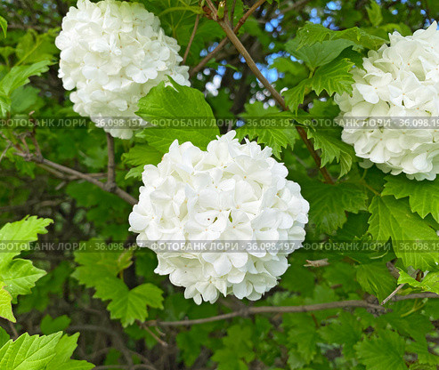 Калина Бульденеж (Viburnum opulus Bouledeneige) Стоковое фото, фотограф Мария Кылосова / Фотобанк Лори