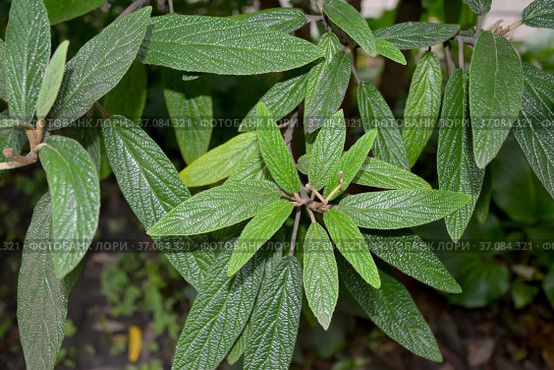 Калина морщинистолистная (Viburnum rhytidophyllum Hemsl.). Ветки с листьями. Стоковое фото, фотограф Ирина Борсученко / Фотобанк Лори