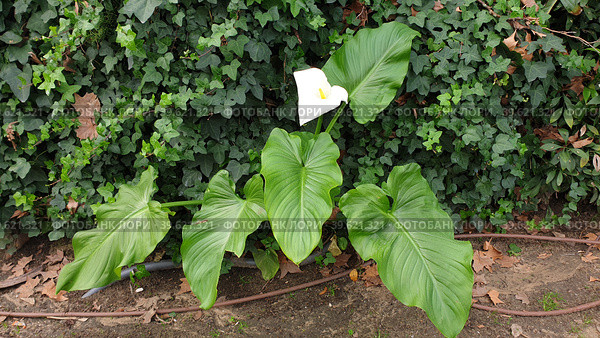 Калла эфиопская зантедеския (calla zantedeschia aethiopica). Сан-Жозе, Лиссабон, Португалия (2023 год). Стоковое фото, фотограф lana1501 / Фотобанк Лори