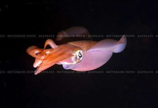 Кальмар (Sepioteuthis lessoniana) Стоковое фото, фотограф Некрасов Андрей / Фотобанк Лори