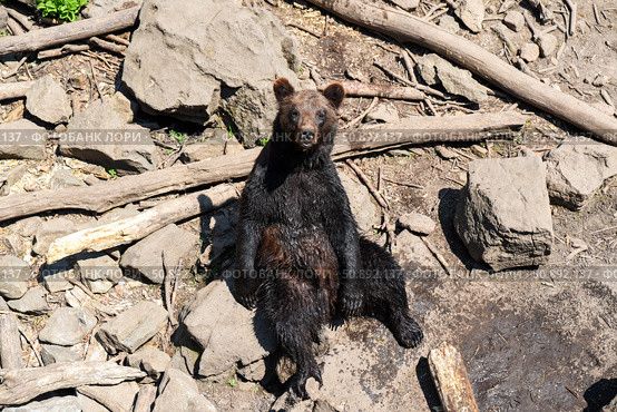Kamchatka brown bear sits upright on the ground with a calm, almost human-like expression, enjoying a moment of rest in the sunlight. Стоковое фото, фотограф Татьяна Терехина / Фотобанк Лори