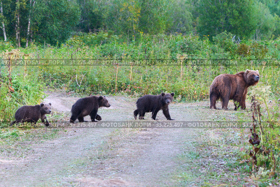 Kamchatka brown she-bear come out forest with three bear cubs, walking along country road with funny yearling beasts. Wild animals in natural habitat. Стоковое фото, фотограф А. А. Пирагис / Фотобанк Лори