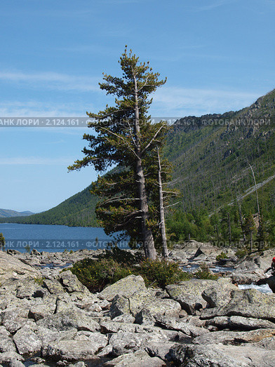 Каменная плотина "Шумы", горный Алтай (2010 год). Стоковое фото, фотограф Александр Огурцов / Фотобанк Лори