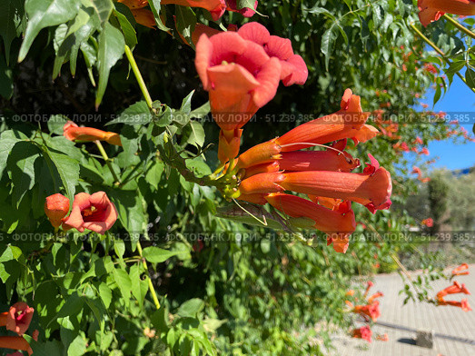 Кампсис укореняющийся (Campsis radicans), цветущее растение, цветы и бутоны. Обыкновенный богомол (Mantis religiosa) сидит на цветке. Стоковое фото, фотограф Щеголева Ольга / Фотобанк Лори
