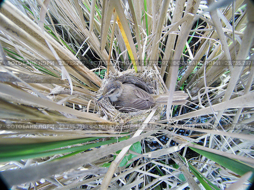 Камышовка индийская, птичка сидит на гнезде. Paddyfield Warbler (Acrocephalus agricola). Стоковое фото, фотограф Василий Вишневский / Фотобанк Лори