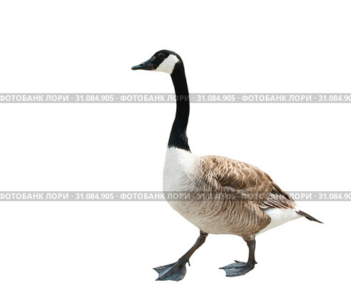 Канадская казарка (Branta canadensis). Изолировано на белом фоне. Стоковое фото, фотограф E. O. / Фотобанк Лори