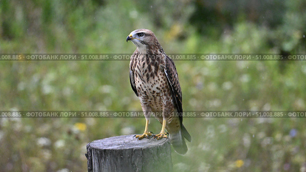 Канюк (Buteo buteo) сидящий на пне. Природа Сибири и Алтая. Птицы Алтая. Алтайский край, Россия. Стоковое фото, фотограф Максим Бжитских / Фотобанк Лори