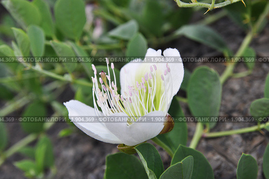 Каперсы травянистые (Capparis herbacea) (2010 год). Стоковое фото, фотограф Наталья Крупская / Фотобанк Лори
