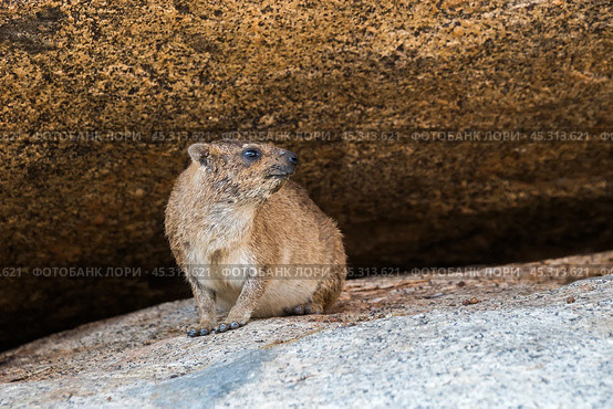 Капский даман (Procavia capensis) сидит на гранитном валуне (2015 год). Стоковое фото, фотограф Анна Ефимова / Фотобанк Лори