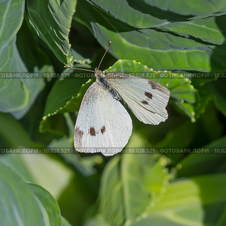 Капустница  или белянка капустная (Pieris brassicae). Бабочка на листе капусты. Стоковое фото, фотограф Евгений Мухортов / Фотобанк Лори