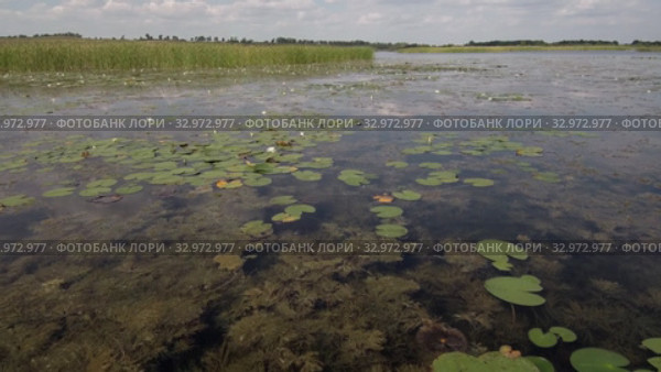 Карьерное озеро с белыми кувшинками. Вид с воздуха. Quarry lake with white water lilies. Aerial view. Стоковое видео, видеограф Евгений Романов / Фотобанк Лори