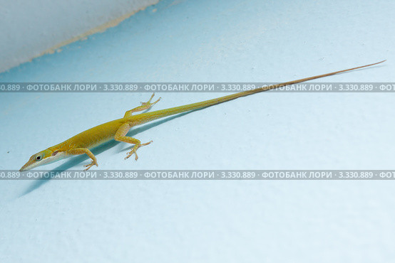 Каролинский или красногорлый анолис (Carolina anole / Anolis carolinensis) на голубой стене. Стоковое фото, фотограф Сергей Дубров / Фотобанк Лори