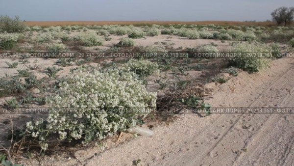 Катран приморский ( Crambe maritima) — вид рода Катран (Crambe) семейства Капустные (Brassicaceae), Стоковое видео, видеограф Олег Хархан / Фотобанк Лори