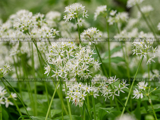 Кавказские горы, горный лес. Луг цветущей черемши (Allium ursinum). Caucasian mountains, mountain forest. Meadow of flowering wild garlic (Allium ursinum). Стоковое фото, фотограф Евгений Романов / Фотобанк Лори
