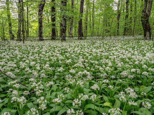 Кавказские горы, горный лес. Луг цветущей черемши (Allium ursinum). Caucasian mountains, mountain forest. Meadow of flowering wild garlic (Allium ursinum). Стоковое фото, фотограф Евгений Романов / Фотобанк Лори