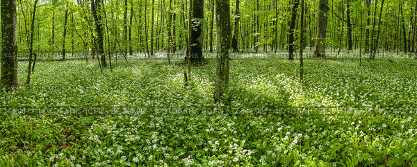 Кавказские горы, горный лес. Луг цветущей черемши (Allium ursinum). Вид с воздуха. Caucasian mountains, mountain forest. Meadow of flowering wild garlic (Allium ursinum). Aerial view. Стоковое фото, фотограф Евгений Романов / Фотобанк Лори
