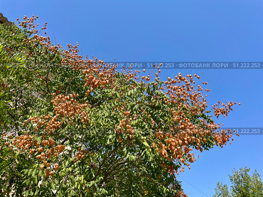 Кёльрейтерия метельчатая (Koelreuteria paniculata, Golden rain tree, Дерево Золотого дождя или Ложное Мыльное дерево), плодоношение. Крона на фоне синего неба. Крым, пгт Орджоникидзе, улица Ленина. Стоковое фото, фотограф Щеголева Ольга / Фотобанк Лори