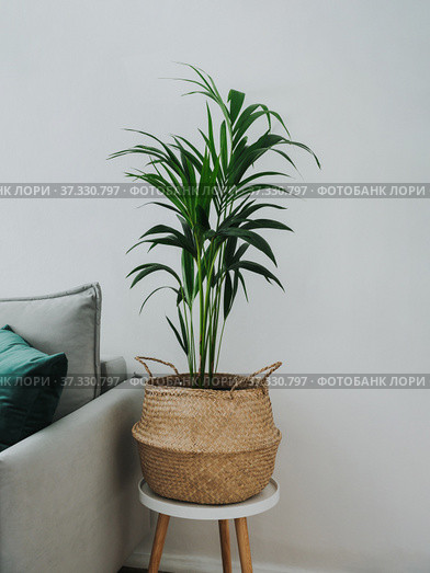 Kentia or howea forsteriana in room interior. Стоковое фото, фотограф Ольга Сергеева / Фотобанк Лори