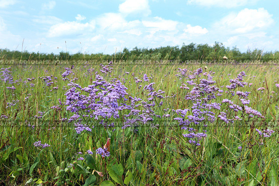 Кермек Гмелина (лат. Limonium gmelinii). Пойма реки Кулунда, Алтайский край. Стоковое фото, фотограф Григорий Писоцкий / Фотобанк Лори