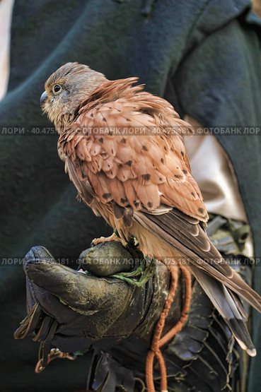 Kestrel perched on falconers glove. Стоковое фото, фотограф Анна Кривицкая / Фотобанк Лори