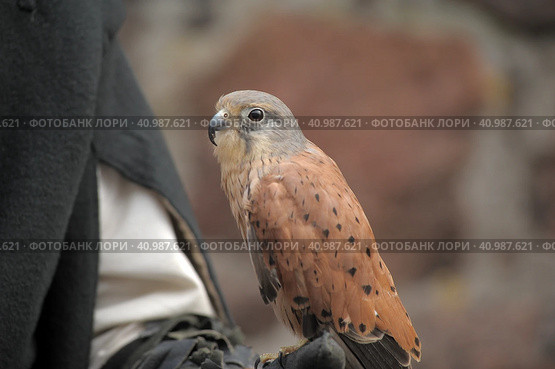 Kestrel perched on falconers glove. Стоковое фото, фотограф Анна Кривицкая / Фотобанк Лори