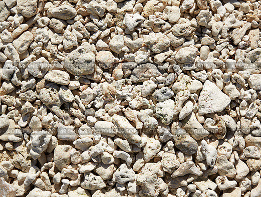 Key West beach shells sand detail in Florida USA fort Zachary Taylor. Стоковое фото, агентство Ingram Publishing / Фотобанк Лори