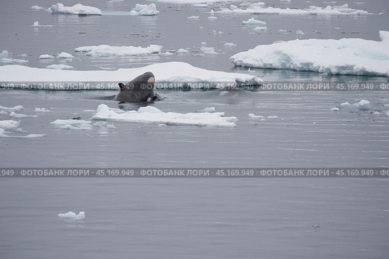 Killer Whale spy hopping in Antarctica. Стоковое фото, фотограф Vladimir / Фотобанк Лори