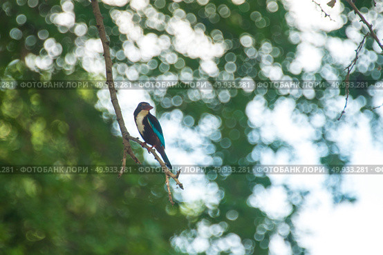 King fishing bird. Стоковое фото, агентство Ingram Publishing / Фотобанк Лори