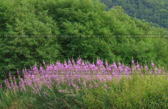 Кипрей, Иван-чай (Epilobium angustifolium) Стоковое фото, фотограф Виктория Панченко / Фотобанк Лори