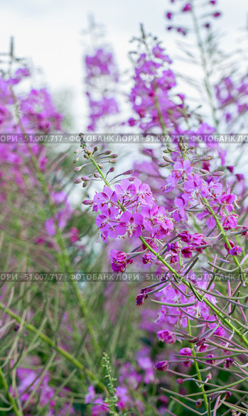 Кипрей, Иван-чай (Epilobium angustifolium) Стоковое фото, фотограф Виктория Панченко / Фотобанк Лори