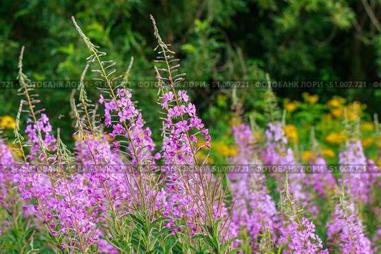 Кипрей, Иван-чай (Epilobium angustifolium) Стоковое фото, фотограф Виктория Панченко / Фотобанк Лори