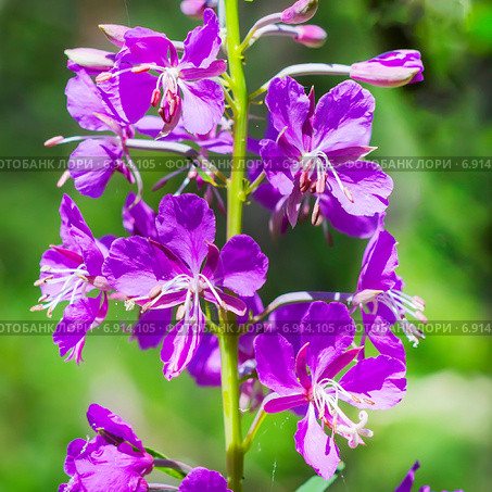 Кипрей узколистный (Epilobium) — трава семейства Кипрейные (Onagraceae). Соцветие крупно. Стоковое фото, фотограф Евгений Мухортов / Фотобанк Лори