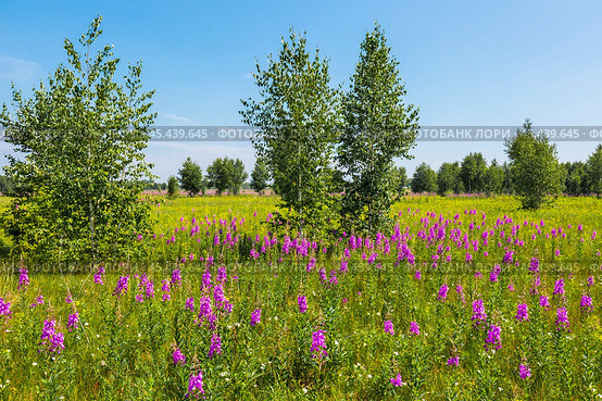 Кипрей узколистный, Иван-Чай - (Epilobium angustifolium) на большой поляне. Новосибирская область, Западная Сибирь. Стоковое фото, фотограф Евгений Мухортов / Фотобанк Лори