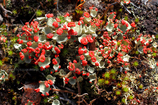 Кладония (ягель). Cladonia floerkeana. Стоковое фото, фотограф Григорий Писоцкий / Фотобанк Лори