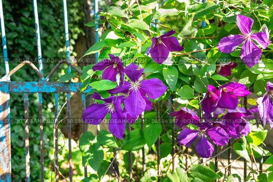 Клематис (лат. Clematis).  Южный город Ессентуки. Стоковое фото, фотограф Лариса Веселова / Фотобанк Лори