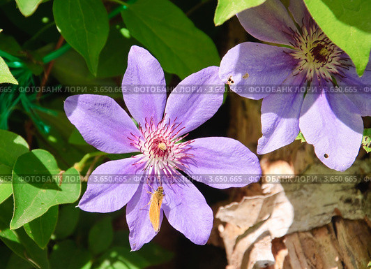 Клематис, Ломонос (Clematis) и бабочка Толстоголовка лесная (Ochlodes sylvanus) Стоковое фото, фотограф Алёшина Оксана / Фотобанк Лори