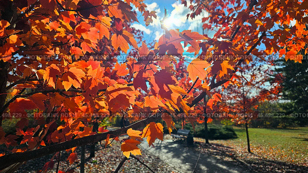 Клен остролистный "Crimson King" (Acer platanoides Crimson King) Стоковое фото, фотограф Марина Володько / Фотобанк Лори